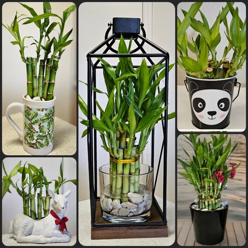 Lucky bamboo stalks - lucky,