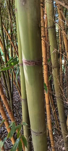 Fresh cut bamboo - bamboo, choose