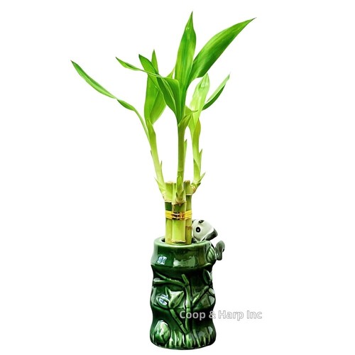Stalk lucky bamboo - 3-stalk,