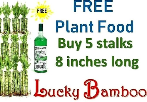 Lucky bamboo 5 stalks - 8",