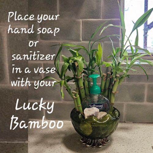 Lucky bamboo stalks 4 - lucky,