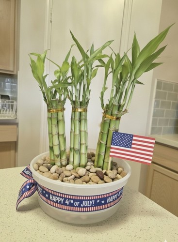Lucky bamboo plants - 6, 8