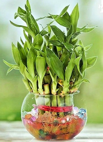 Lucky bamboo stalks - bamboo, 6"