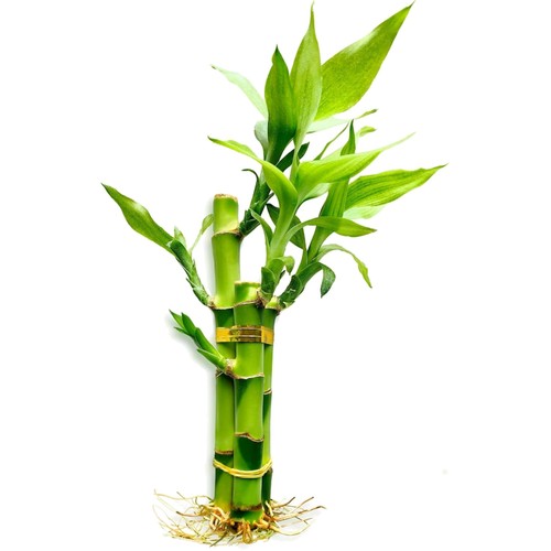 Live lucky bamboo stalks - live,