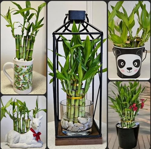 Lucky bamboo stalks - lucky,