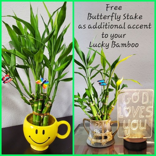 Lucky bamboo plants 5 - 6",