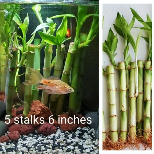 Lucky bamboo plants 6 - 5,