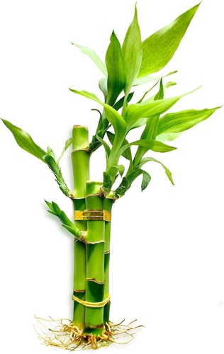 Stalks lucky bamboo - 3, plants