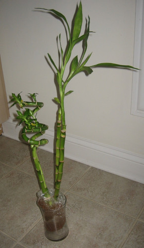 Lucky bamboo two - lucky, 18"