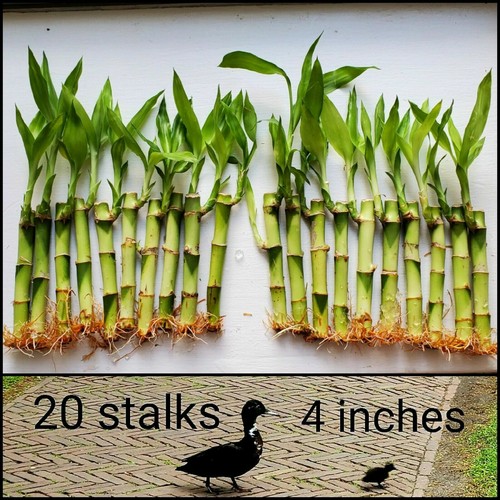 Lucky bamboo plants well - lucky,