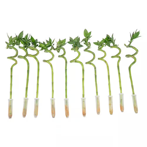Lucky bamboo spiral stalks - bamboo,
